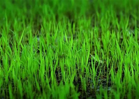 The Amazing Ways How To Grow Rice Hydroponically