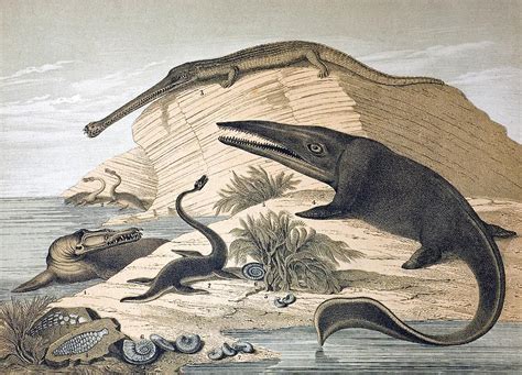 1862 British Prehistoric Marine Reptiles Photograph by Paul D Stewart ...