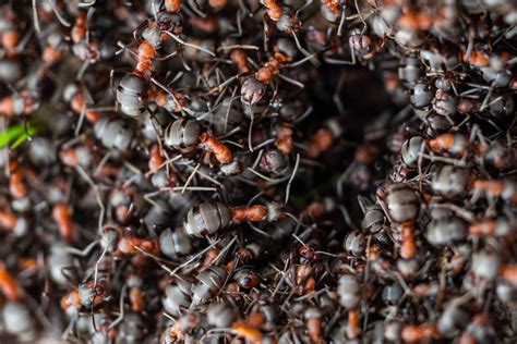 How many ants live on Earth? At least 20 quadrillion, scientists say