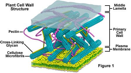 Molecular Expressions Cell Biology: Plant Cell Structure - Cell Wall