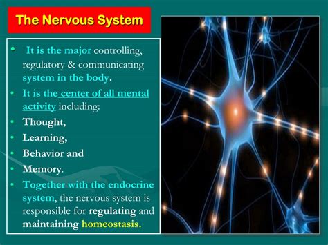 PPT - Organization of The Nervous System PowerPoint Presentation, free ...