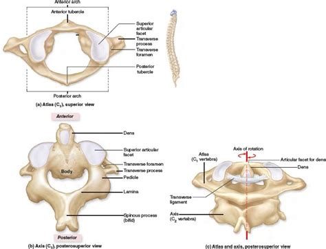 Cervical Vertebrae C1 and C2. | Skull anatomy, Vertebrae, Cervical ...