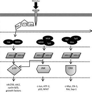 Overview of mitogenactivated protein kinase pathways. After stimulation ...