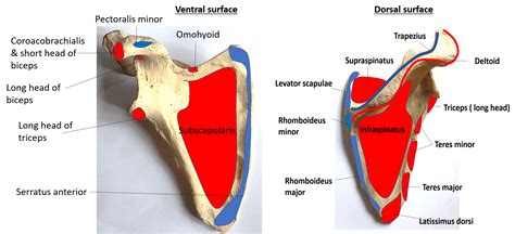 Scapula - parts, processes, muscles and ligaments attached, ossification