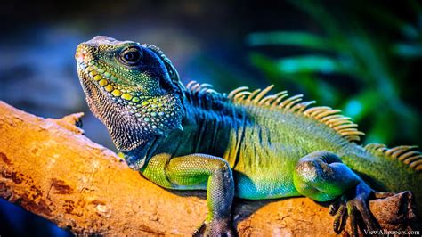 🔥 [0+] Iguana Wallpapers | WallpaperSafari