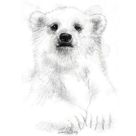 Original Polar bear cub sketch | SeanBriggs | Polar bear drawing, Polar ...