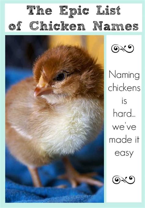 The Even More Essential list of Chicken Names