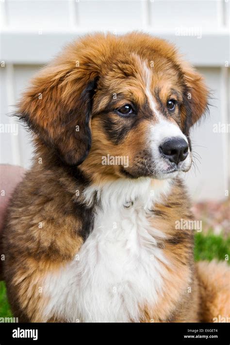 Twelve week old Bernese Mountain Dog, Great Pyrenees, mix breed, puppy ...