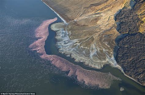 Flamingos flock to Lake Bogoria from Lake Nakuru - Chalo Africa