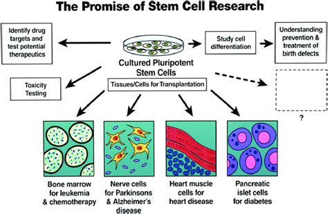 Diagram depicting the expected clinical applications of some stem cell ...