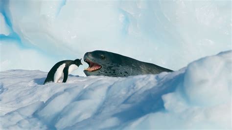 Tiny penguin vs. giant leopard seal