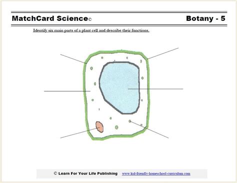 Blank Simple Plant Cell Diagram