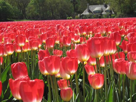 tulip, Fields, Tulips, Field, Flower, Flowers Wallpapers HD / Desktop ...