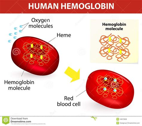 erythrocytes structure | Hemoglobin levels, Blood cells, Red blood cells