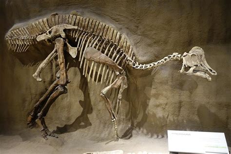 Dinosaur DNA and proteins found in fossils, paleontologists claim