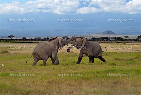 Kilimanjaro elephants — Stock Photo © kyslynskyy #49648581