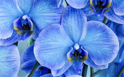 Download wallpapers blue orchids, background with orchids, beautiful ...