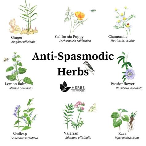 the different types of anti - spasmodic herbs