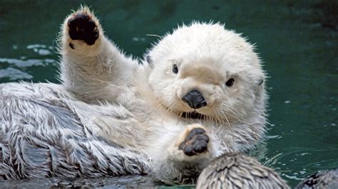 White otter says hi - Teh Cute