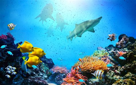 Download Underwater Coral Reef Shark Animal Fish HD Wallpaper