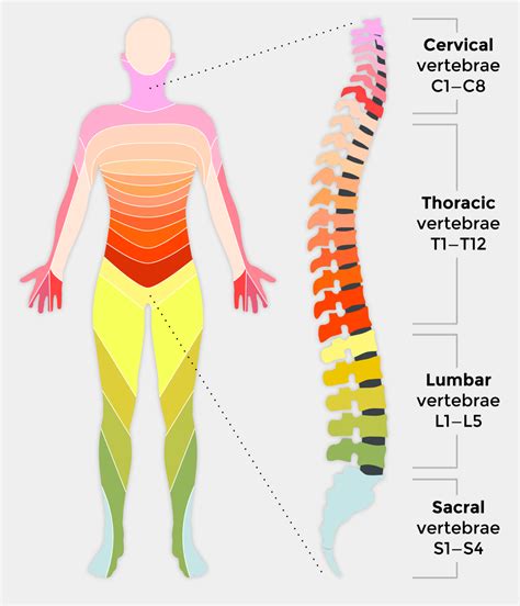 Spinal cord injury and how it affects people | Back Up