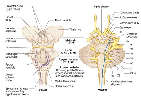 The Brain Stem | Basicmedical Key