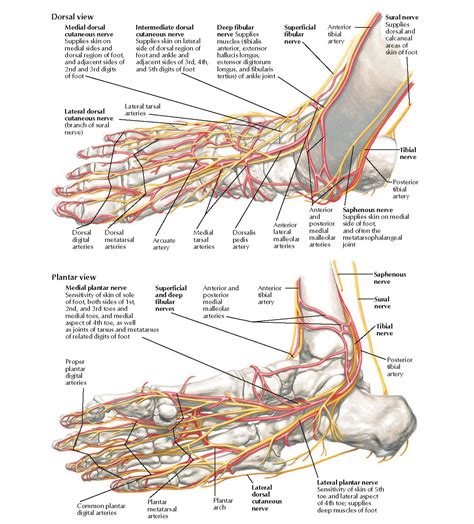 Veins In The Foot Anatomy