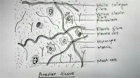 How To Draw Areolar Tissue Diagram Diagram Of Areolar, 52% OFF