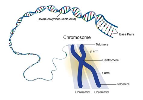 Forget your biology book -- here's what chromosomes really look like