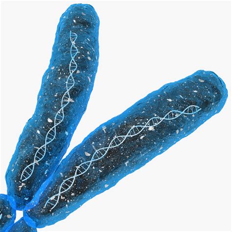 3d chromosome