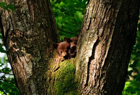 bear, Baby, Forest, Tree Wallpapers HD / Desktop and Mobile Backgrounds