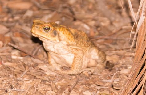 The Australian Story of the Cane Toad » POI Australia