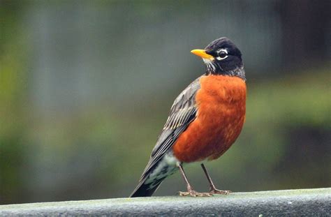 16 Types of Orange Belly Birds in the U.S.