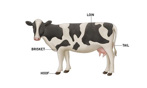 Cow Anatomy | Bovine Muscles & Skeleton | AnatomyStuff