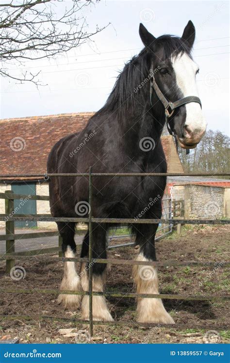 Large Black Shire Horse Royalty Free Stock Photography - Image: 13859557