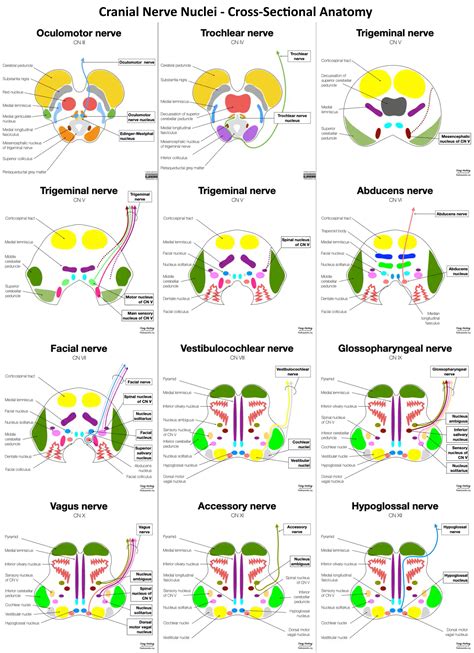 Cranial Nuclei