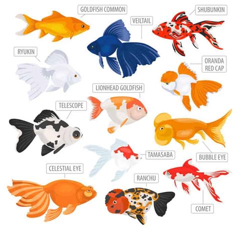 Common Goldfish Care: Lifespan, Tank Mates, Diet, & Health