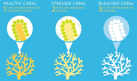 Great Barrier Reef Sees Mass Bleaching as Ocean Temperatures Hit Record ...