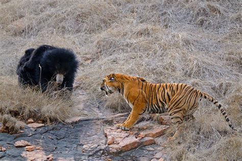 Bear Tiger fight | Sloth Bear family (Melursus ursinus), mot… | Flickr