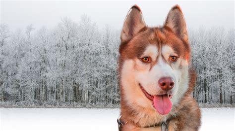 The Red Siberian Husky: All You Need to Know Before Getting One ...