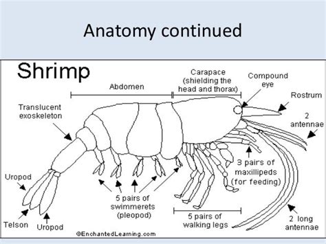 Crustacean Anatomy Anatomy Drawing Diagram