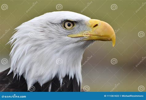 Bald Eagle Head Close-up stock photo. Image of bird - 111361422