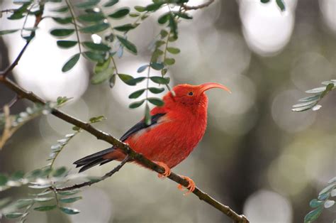 Endemic Animals : Karnataka Forest Department / The animals endemic to ...