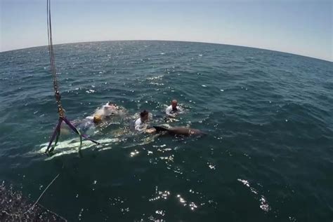 Watch: Pregnant dolphin returned to ocean off Australia's Gold Coast ...