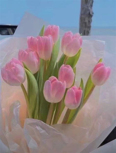 Hướng dẫn cách tìm kiếm hình nền hoa tulip pinterest và tải hình ảnh về ...