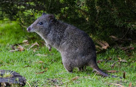 Long-nosed potoroo Potorous tridactylus | Long-nosed potoroo… | Flickr