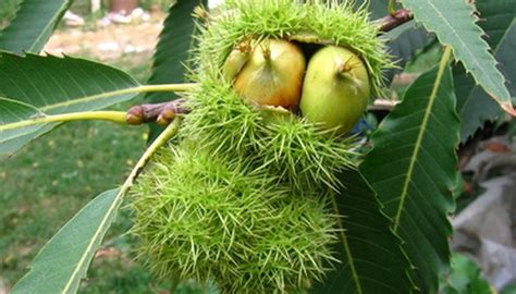 How to Identify American Chestnut Trees | Garden Guides