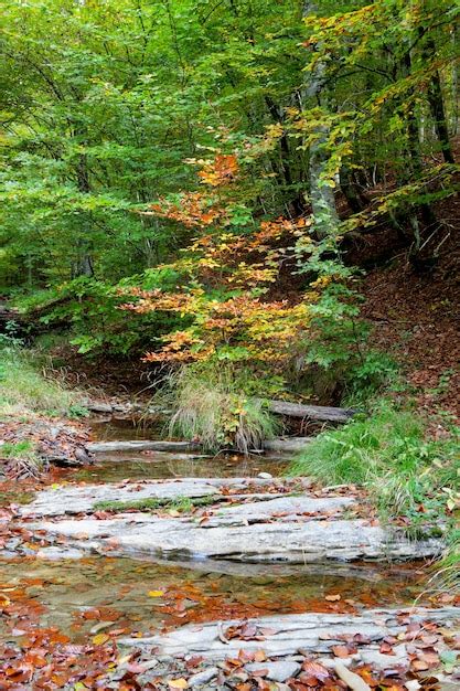 Premium Photo | Forest by the river at autumn