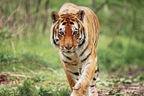 10 of the Most Endangered Species in India in 2024 | Earth.Org