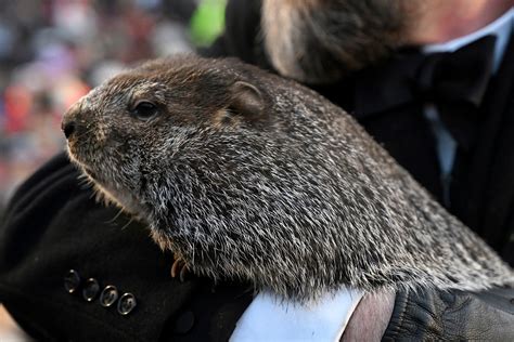 What does it mean if the groundhog sees his shadow?